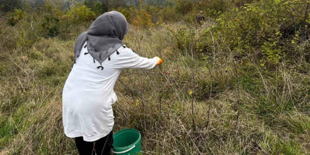 Ormanda yetişiyor, “Doğal vitamin” olarak biliniyor! Sofra yolculuğu başladı: Eldivenle tek tek toplanıyor 3